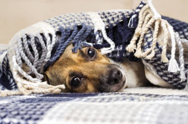 battaniyenin altında üzgün köpek