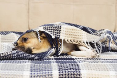 battaniyenin altında üzgün köpek