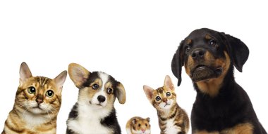 kedi ve köpek grup birlikte beyaz bir arka plan üzerinde izlerken