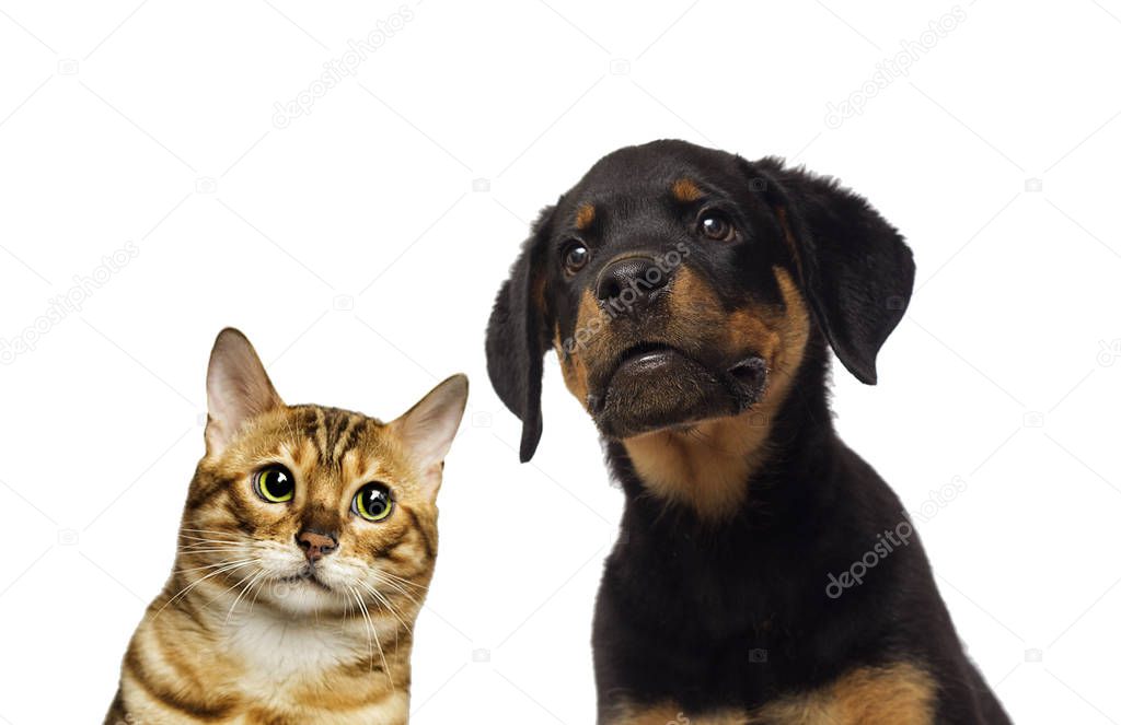 cat and dog are watching together on a white background