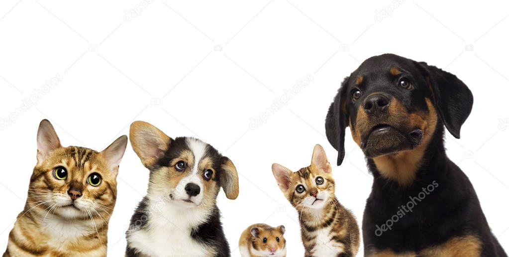 cat and dog group watching together on a white background