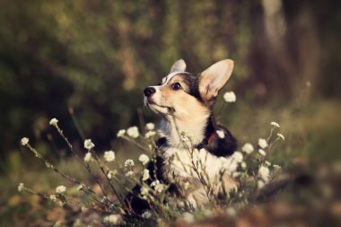 Galli Corgi Pembroke yavrusu