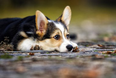 Galli Corgi Pembroke yavrusu