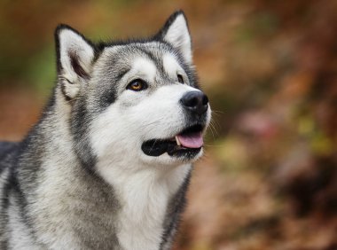 Alaskan Malamute köpek ormanda