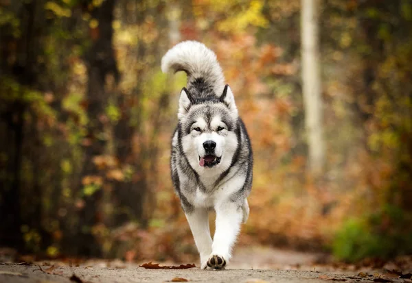 Alaskan Malamute Hund Für Einen Spaziergang Wald — Stockfoto