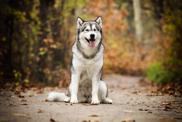 Аляскинський Маламут Собаку Прогулянку Лісі — стокове фото