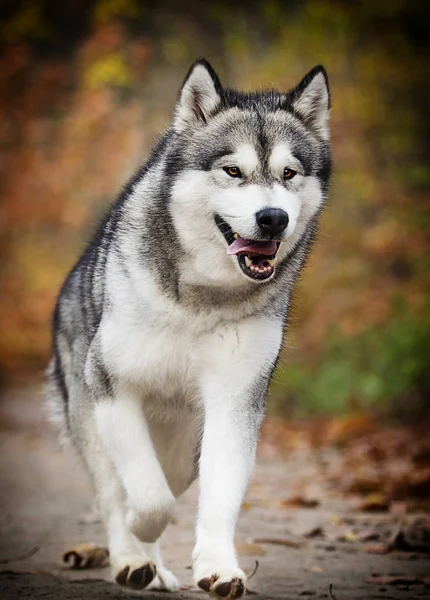 Alaskan Malamute Hunden För Promenad Skogen — Stockfoto