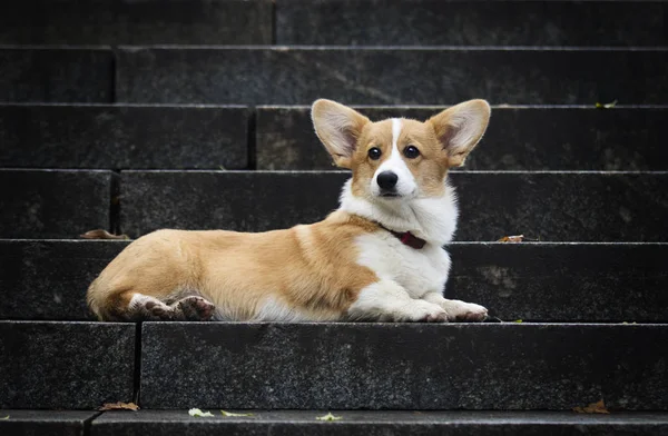 단계에 웨일즈 Corgi 강아지 — 스톡 사진