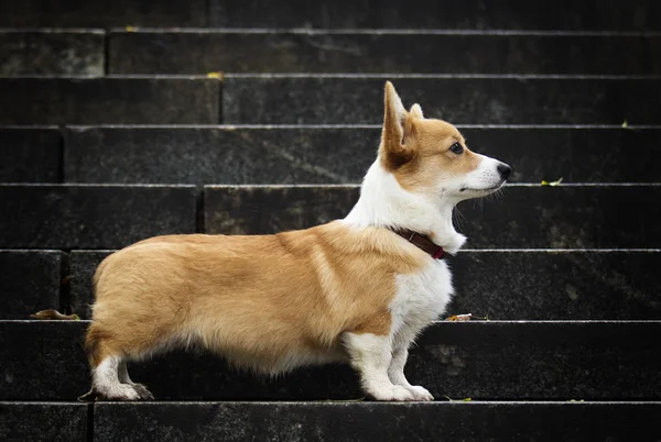 Walijski Corgi Szczeniak Schodach — Zdjęcie stockowe