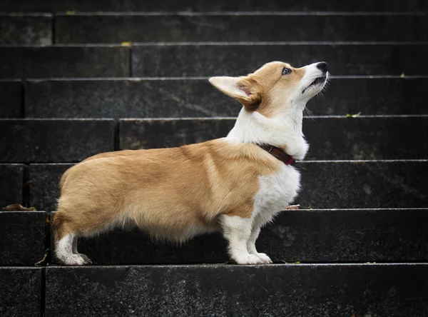 Walijski Corgi Szczeniak Schodach — Zdjęcie stockowe