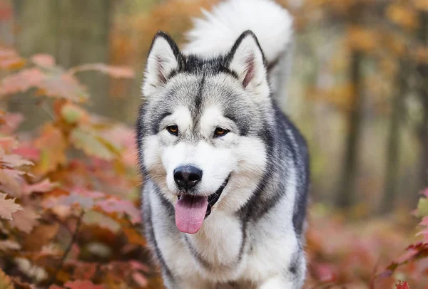 Alasca Malamute Cão Para Passeio Floresta — Fotografia de Stock