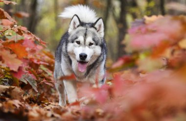 köpek bir sonbahar yürüyüş