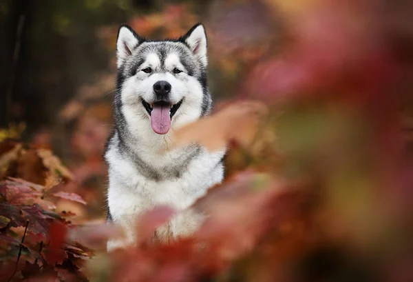 Cane Una Passeggiata Autunnale — Foto Stock