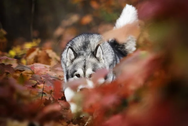 在秋天散步的狗 — Stockfoto