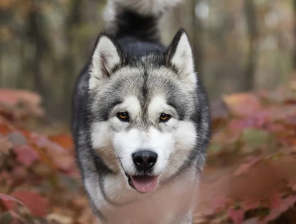 Perro Paseo Otoño — Foto de Stock