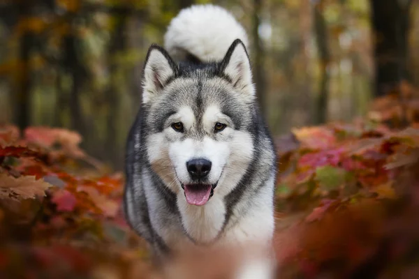 Köpek Bir Sonbahar Yürüyüş — Stok fotoğraf