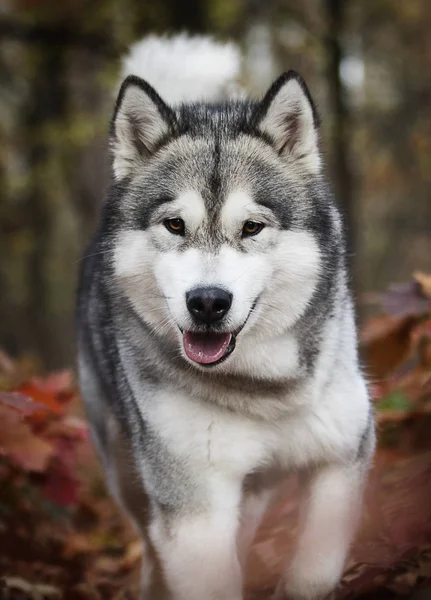 Perro Paseo Otoño — Foto de Stock