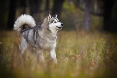 Alaskan malamute köpek açık havada