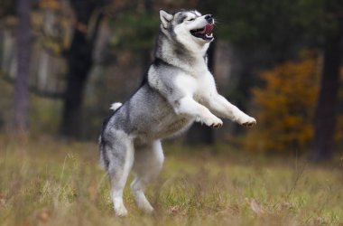Alaskan malamute köpek açık havada