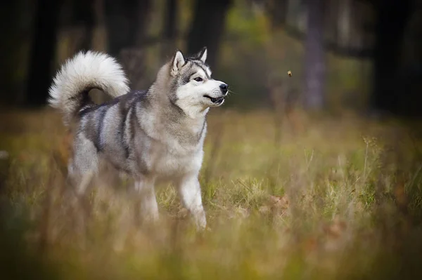 Alaskan Malamute Hunden Utomhus — Stockfoto