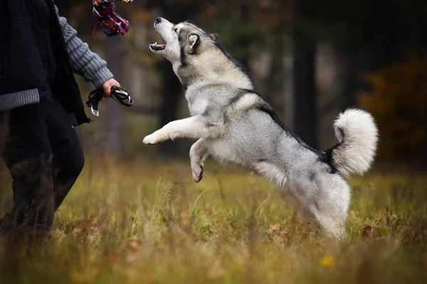 芝生の上のおもちゃで遊ぶ犬 — ストック写真