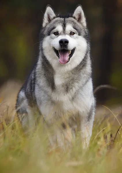 Malamute Hunden Skogen — Stockfoto