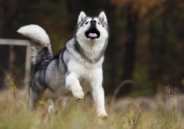 Chien Malamute Dans Les Bois — Photo