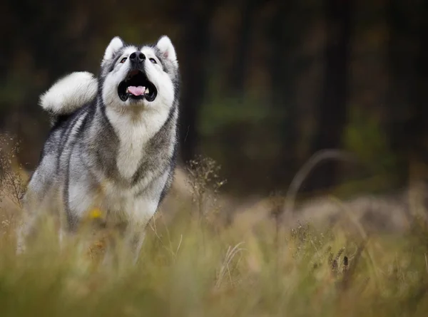 Маламутная Собака Лесу — стоковое фото