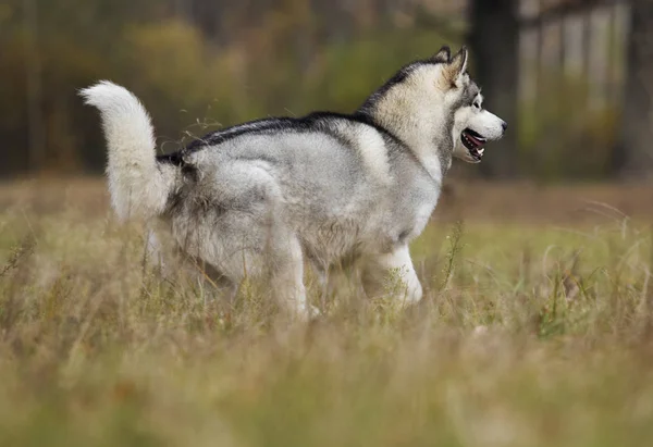 Alaskan Malamute Köpek — Stok fotoğraf