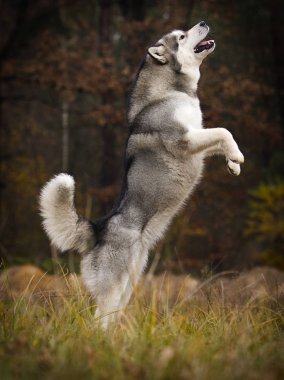 Ormanda Malamute köpek