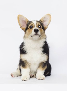köpek yavrusu Galce corgi üç renk görünüyor
