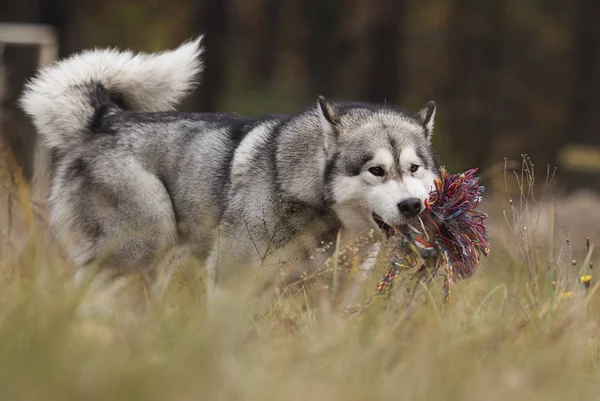 Chien Jouant Avec Jouet Sur Pelouse — Photo