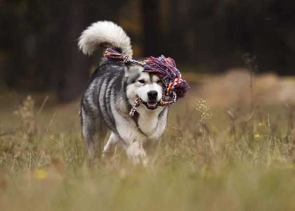 Cane Giocattolo All Aperto — Foto Stock