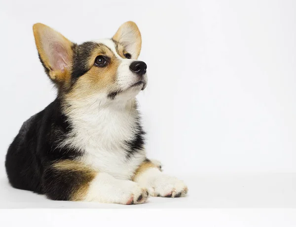 Ουαλλέζικο Corgi Pembroke Τρίχρωμος Κουτάβι Ψάχνει — Φωτογραφία Αρχείου