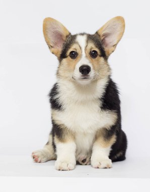 köpek yavrusu Galce corgi üç renk görünüyor
