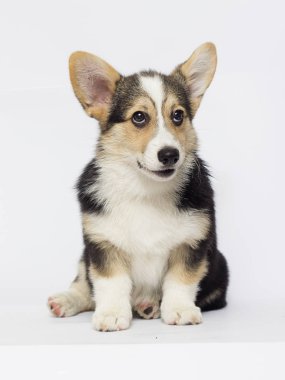 köpek yavrusu Galce corgi üç renk görünüyor
