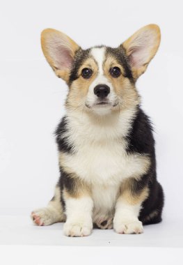köpek yavrusu Galce corgi üç renk görünüyor