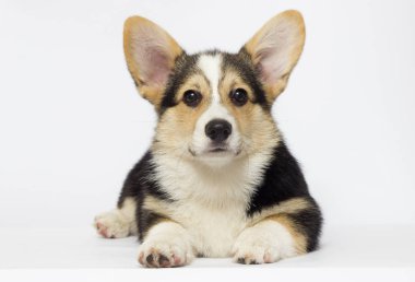 Galce Corgi köpek yavrusu görünüyor doğurmak