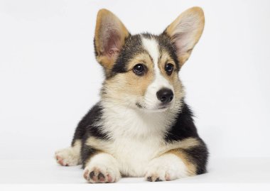 Galce Corgi köpek yavrusu görünüyor