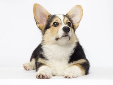 Galce Corgi köpek yavrusu görünüyor doğurmak