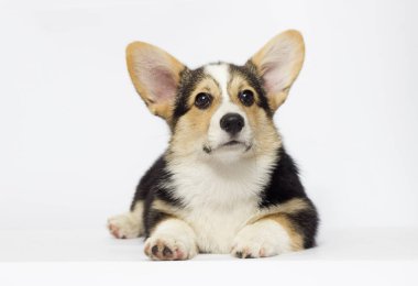 Galce Corgi köpek yavrusu görünüyor
