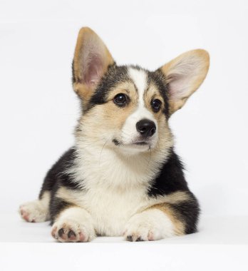 corgi köpek yavrusu arıyorum