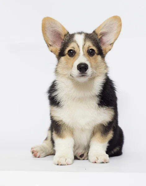 강아지 웨일즈 Corgi 보인다 — 스톡 사진