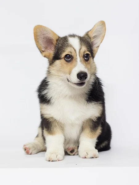 Cachorro Galés Corgi Tres Miradas Color —  Fotos de Stock