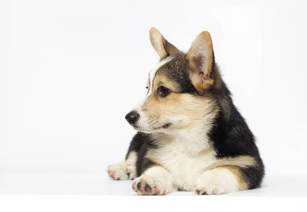 Corgi Valp Söker — Stockfoto