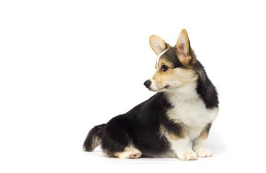 corgi köpek yavrusu arıyorum