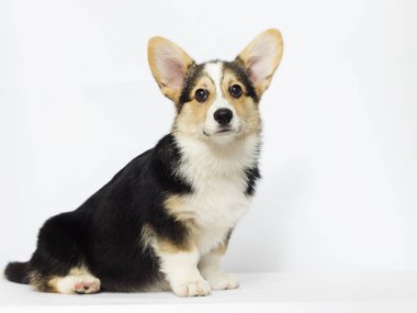 corgi köpek yavrusu arıyorum
