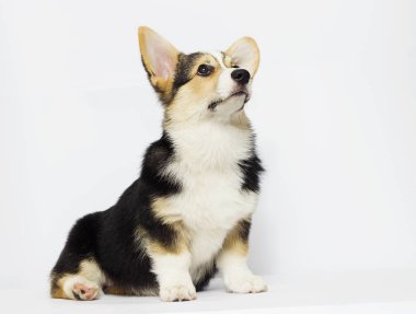 corgi köpek yavrusu arıyorum