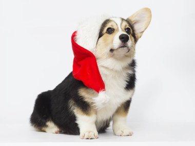 Corgi köpek Noel şapkalı