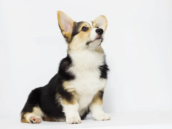 Cucciolo Corgi Alla Ricerca — Foto Stock